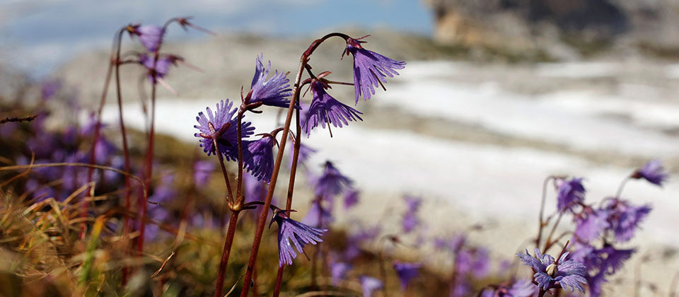 Violette Blumen sprießen aus einer schneebedeckten Heide in den Dolomiten